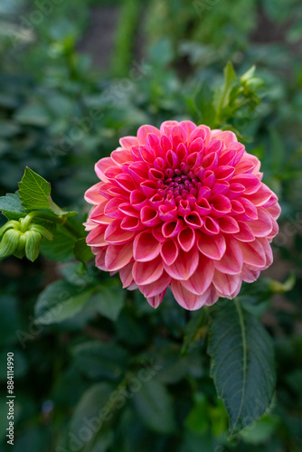 Foto Daisy duke dahlia flower
