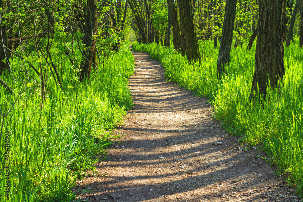 Fototapeta premium Spring landscape - view of a narrow forest path through tall fresh grass in the sunshine