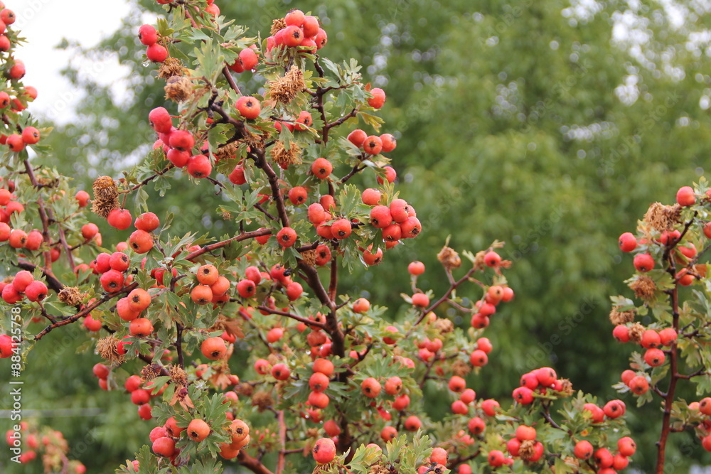 Red berries on the tree in the garden. Selective focus. Blurred background. Small tree with bright small apples. Beautiful red apples on the tree. Ripe fruits of a tree in the garden. Red berries on the tree in the garden. Selective focus. Blurred background. Small tree with bright small apples. Beautiful red apples on the tree. Ripe fruits of a tree in the garden.