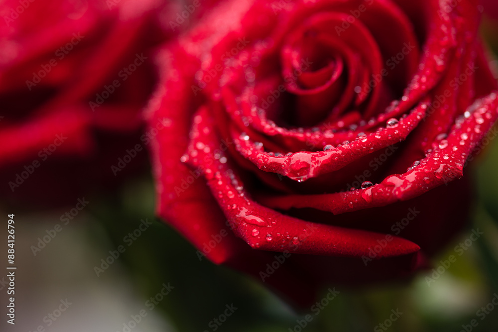 red rose with dew drops on petals, floral background