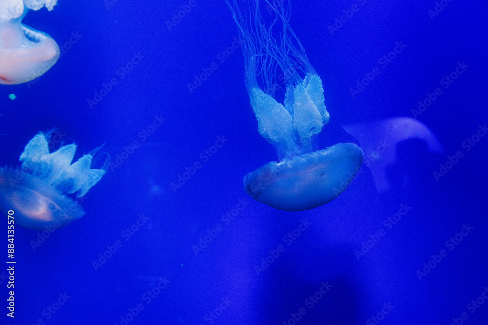 jellyfish float gracefully against a deep blue background jellyfish float gracefully against a deep blue background