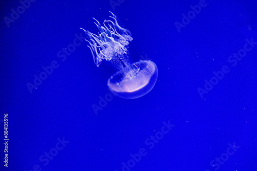  jellyfish float gracefully against a deep blue background