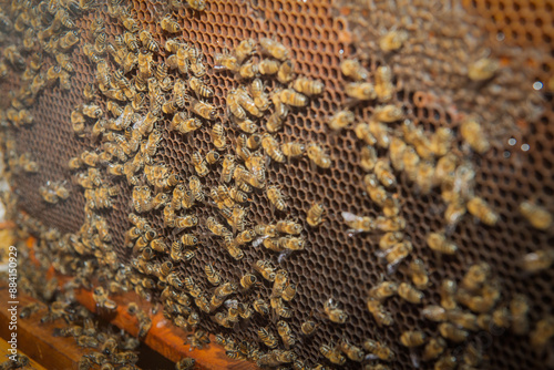 honeycomb honey with bees on it