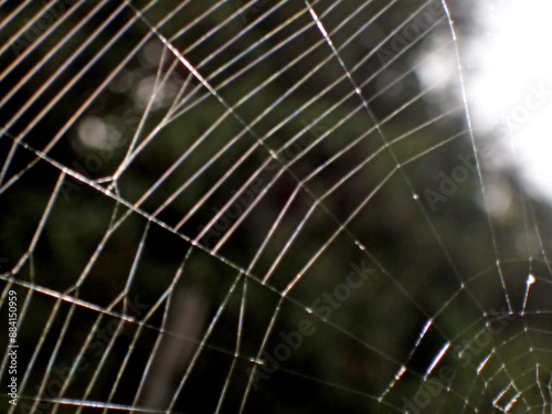 ragnatela nella foresta, primo piano di una ragnatela 0026 photo