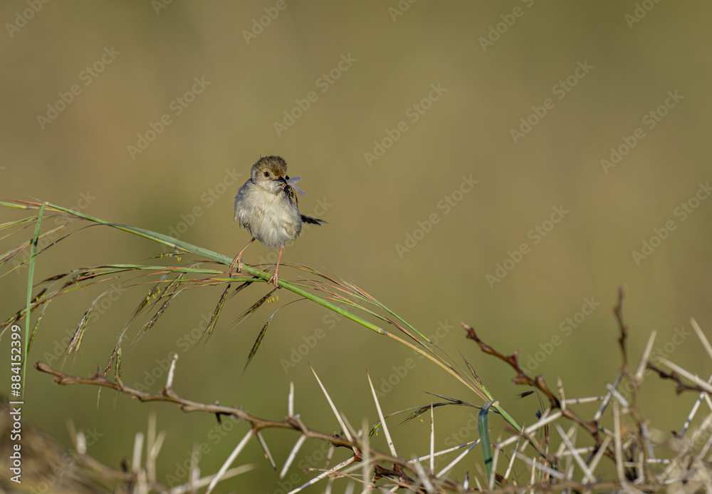 Obraz premium Bright-capped Cisticola (Cisticola exilis) perching on grass and green background in the morning.