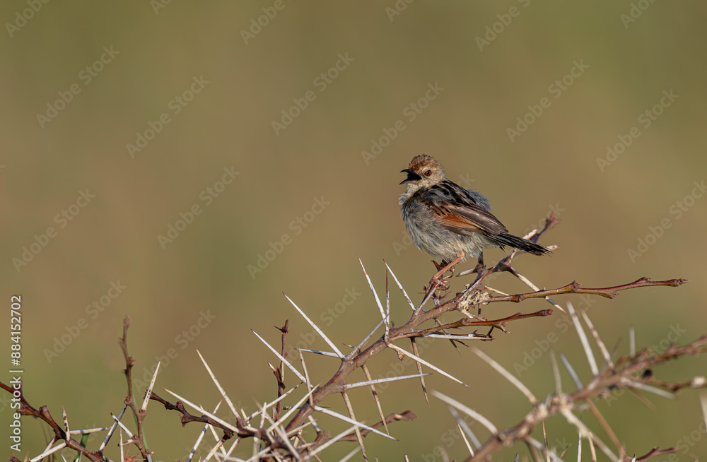 Bright-capped Cisticola (Cisticola exilis) perching on grass and green background in the morning. Bright-capped Cisticola (Cisticola exilis) perching on grass and green background in the morning.