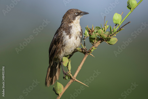 Northern Pied Babbler (Turdoides hypoleuca) is a species of bird in the Leiothrichidae family. photo