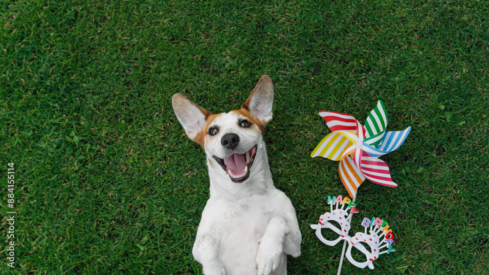 Cute dog jack russell laying on the grass with party eyeglasses and rainbow pinwheel. Pet on Birthday party. Holiday concert. Cute dog jack russell laying on the grass with party eyeglasses and rainbow pinwheel. Pet on Birthday party. Holiday concert.