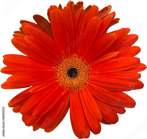 Cuadro en lienzo orange gerbera isolated png