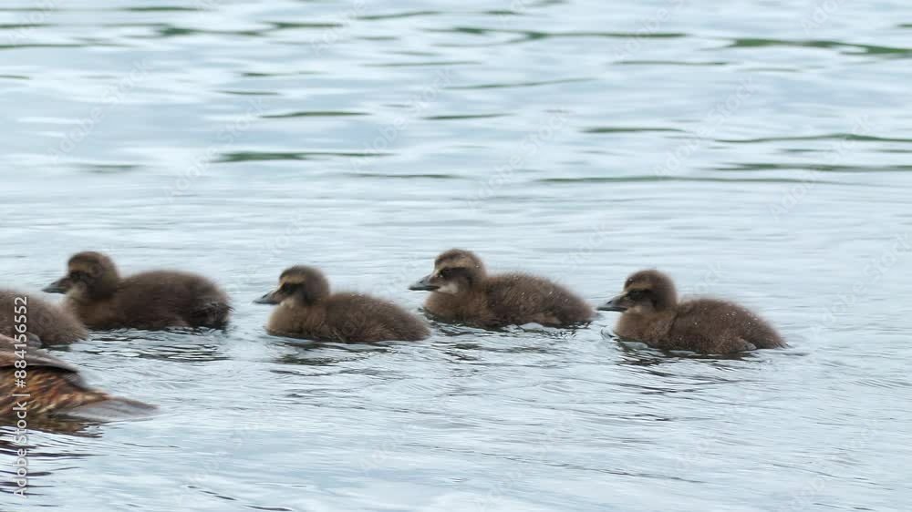common eider female bird and offspring fledgling swim at sea Somateria mollissima common eider female bird and offspring fledgling swim at sea Somateria mollissima