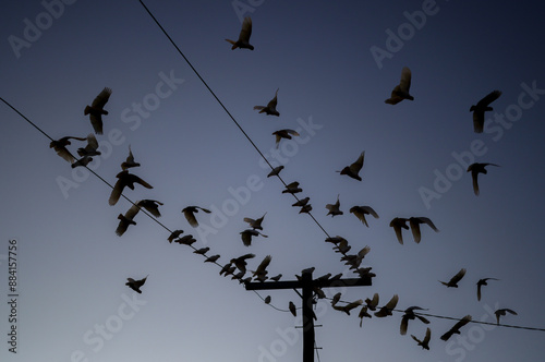 Birds on power lines