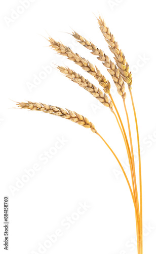 Ears of wheat.