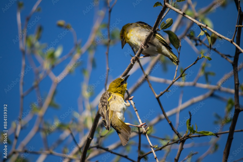 The Little Weaver (Ploceus luteolus) in Ethiopia builds intricate nests in trees, displaying vibrant yellow plumage and thriving in its natural environment. The Little Weaver (Ploceus luteolus) in Ethiopia builds intricate nests in trees, displaying vibrant yellow plumage and thriving in its natural environment.