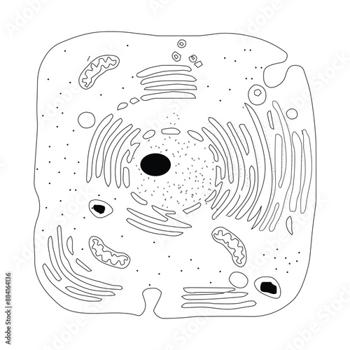 Generalized animal cell Illustrating structural components on white background