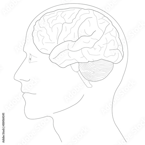 Human Brain anatomy Diagram