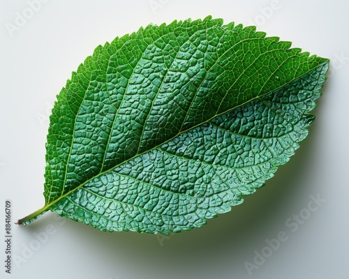 Create a high-quality photograph of a single green leaf on a white background, with shadow detail to add depth.