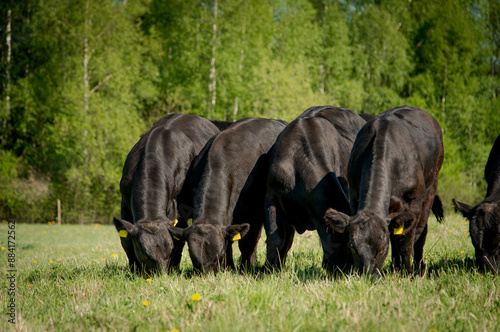 black angus young bulls in sunny day grazing