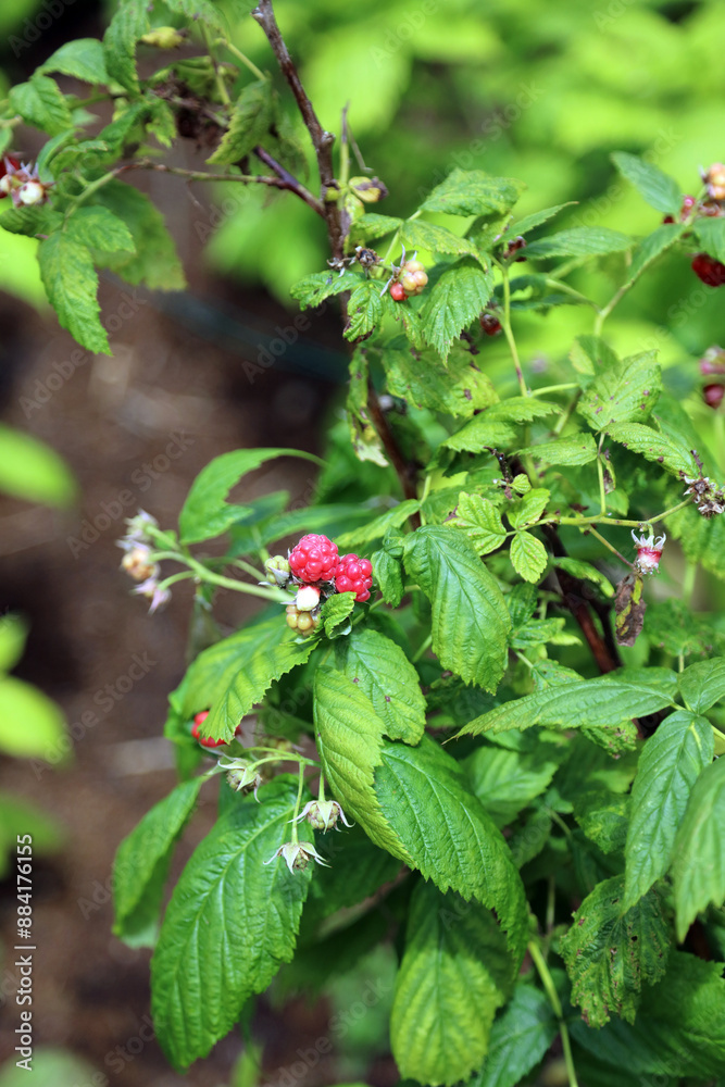 Closeup of Black Raspberry berries, North Yorkshire England
