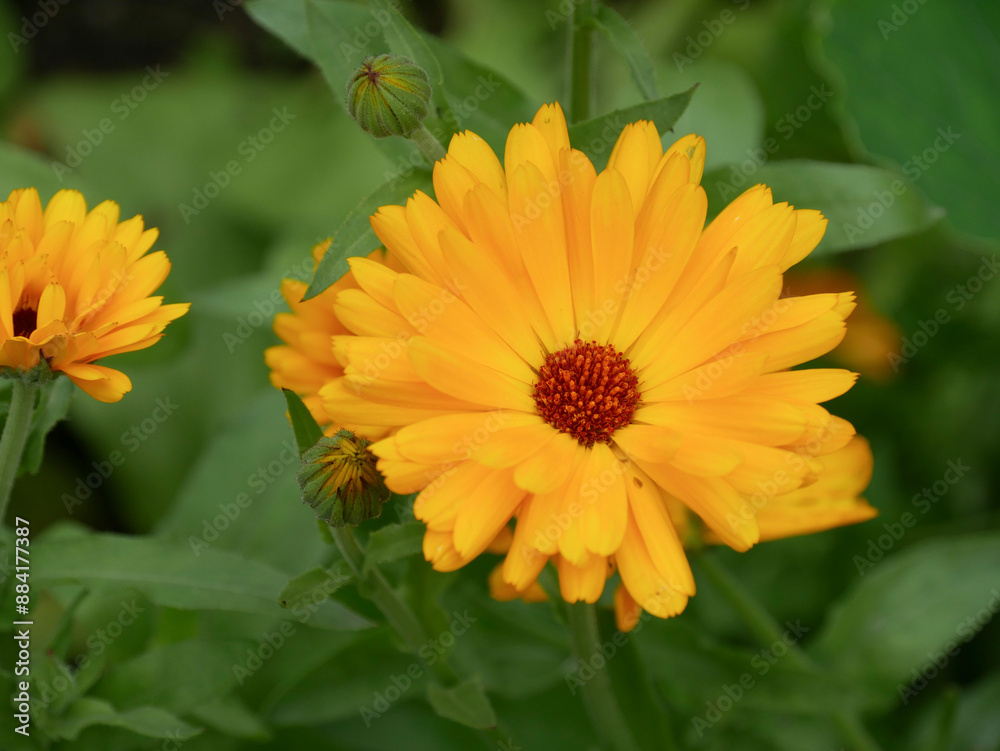 Orange and yellow Calendula flower in the garden. Vibrant and bright medicinal and edible flower in summer. Orange and yellow Calendula flower in the garden. Vibrant and bright medicinal and edible flower in summer.