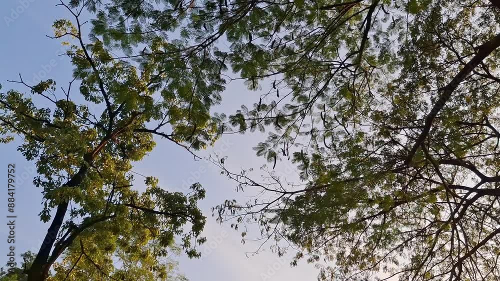 Morning walk with big trees above. big trees Morning walk with big trees above. big trees