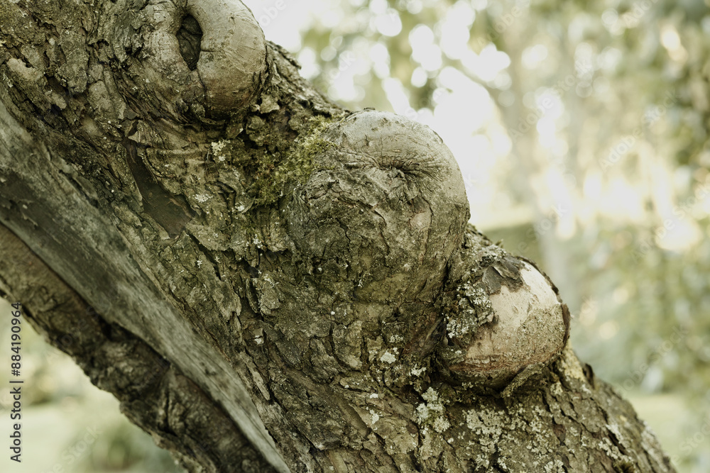 Trees, forest and trunk in nature with bark, bush or pattern at Rebild National Park in Denmark. Woods, environment and healthy ecosystem for texture, crack or branch on landscape with sustainability Trees, forest and trunk in nature with bark, bush or pattern at Rebild National Park in Denmark. Woods, environment and healthy ecosystem for texture, crack or branch on landscape with sustainability
