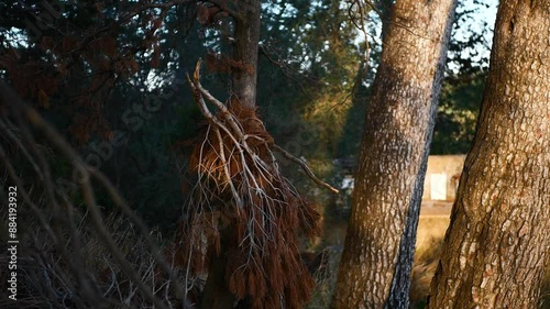 Nature close-up, glare, rays, soft light, spot, trees, branches, evening, macro, without people, calm, pleasant, atmospheric, green, Europe, France, park