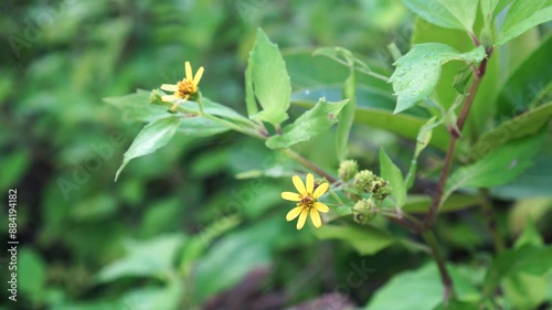 Melanthera biflora flowers on the tree photo