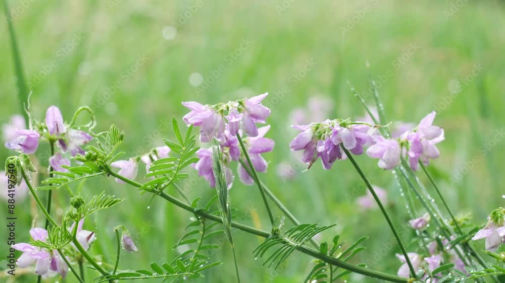 Blooming Galega officinalis plant during summer rain close-up. There are green plants in the background. Blooming Galega officinalis plant during summer rain close-up. There are green plants in the background.