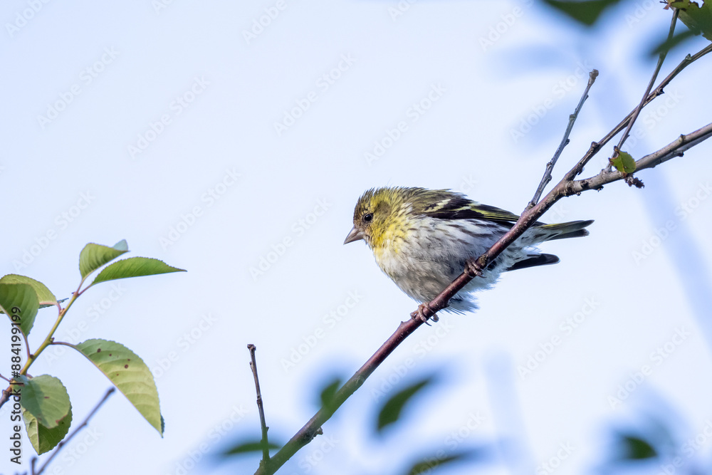 Obraz premium Young Eurasian Siskin eating at early morning.