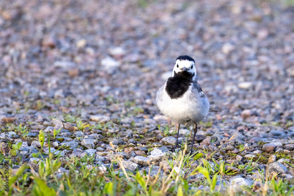 Obraz premium White Wagtail eating at early morning.