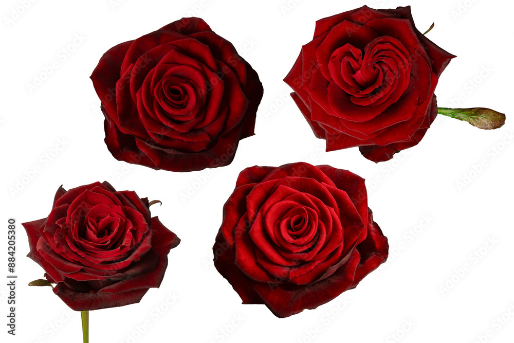 Beautiful red rose isolated on white background. Beautiful red rose isolated on white background.