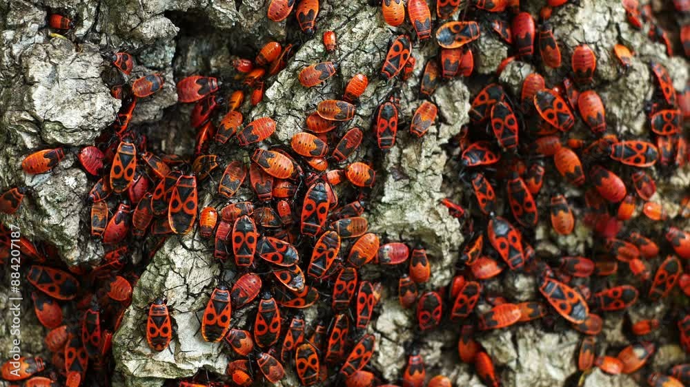 Little soldier bugs huddle on a tree basking in the sun. Baby bugs crawl quickly between males and females. Little soldier bugs huddle on a tree basking in the sun. Baby bugs crawl quickly between males and females.