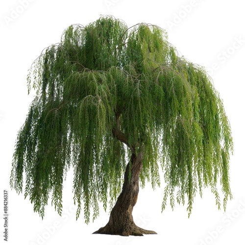 Graceful weeping willow tree showcasing extensive branches with flowing leaves, perfect for illustrating natural beauty and serenity isolated