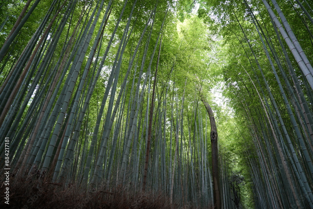 竹林 竹林