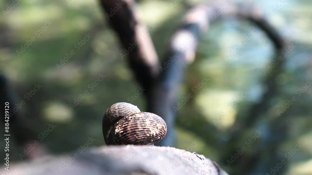 snail species Littorina littorea on a branch