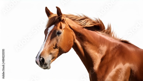 brown horse isolated on white 