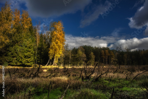 Fototapeta Naklejka Na Ścianę i Meble -  Jesień