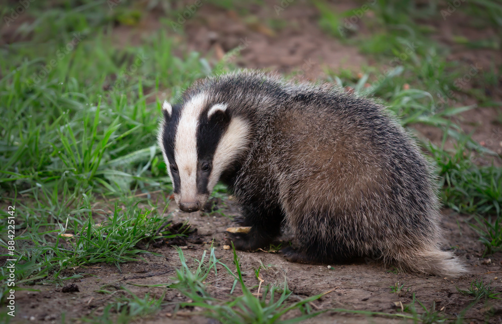 Fototapeta premium Badger cub, Scientific name: Meles Meles. Close up of a small, fluffy badger cub, aged about 12 weeks in natural woodland habitat. Taken with long lens from a hide. Space for copy, horizontal