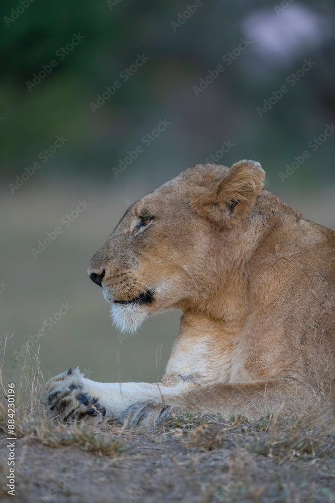 Portrait of a lioness looking to the side in the fading light, Greater Kruger. Portrait of a lioness looking to the side in the fading light, Greater Kruger.