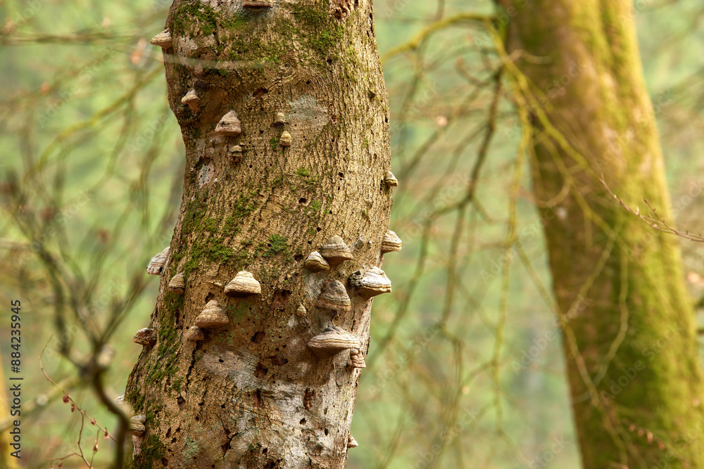 Trees, forest and mushroom on bark in nature, growth and life cycle at Rebild National Park in Denmark. Fungus, environment and healthy ecosystem with texture, wood and outdoor with sustainability Trees, forest and mushroom on bark in nature, growth and life cycle at Rebild National Park in Denmark. Fungus, environment and healthy ecosystem with texture, wood and outdoor with sustainability