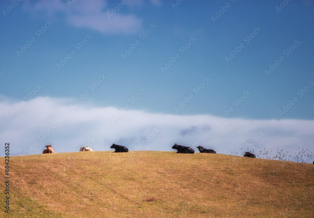 Obraz premium Na letniej łące
