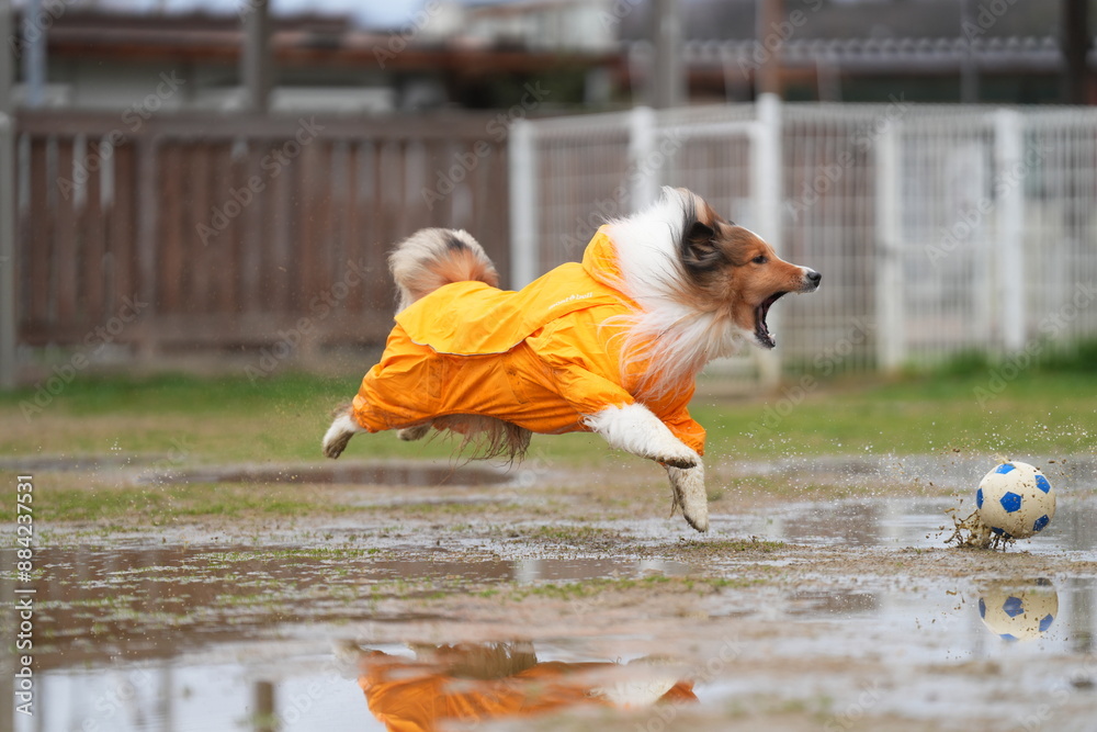 雨の日のドッグラン