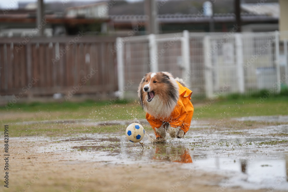 雨の日のドッグラン