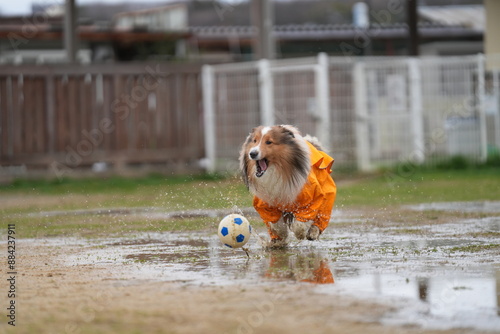 Obraz na płótnie 雨の日のドッグラン w salonie