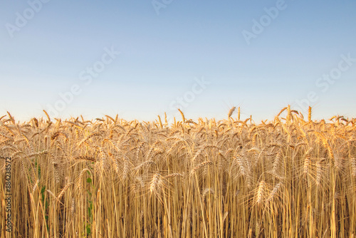wheat, grain or barley field at sunset with clear sky in landscape format.