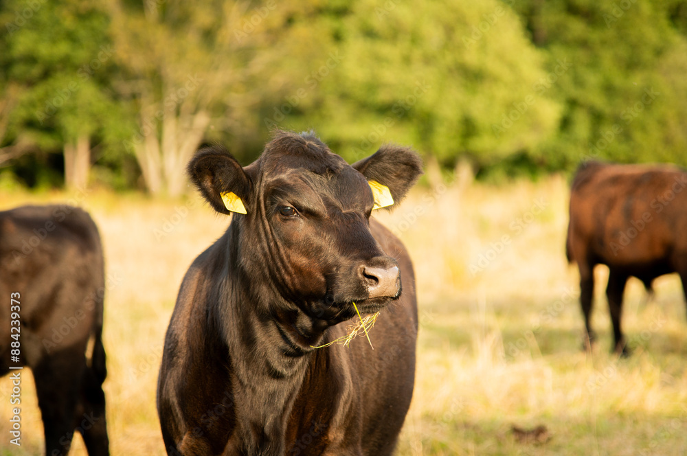 Black angus heifer cow in golden light hour summer evening Black angus heifer cow in golden light hour summer evening