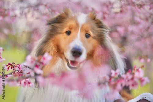 桜とシェルティ