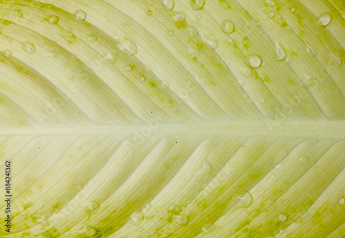 Green leaf background with visible vein leaf