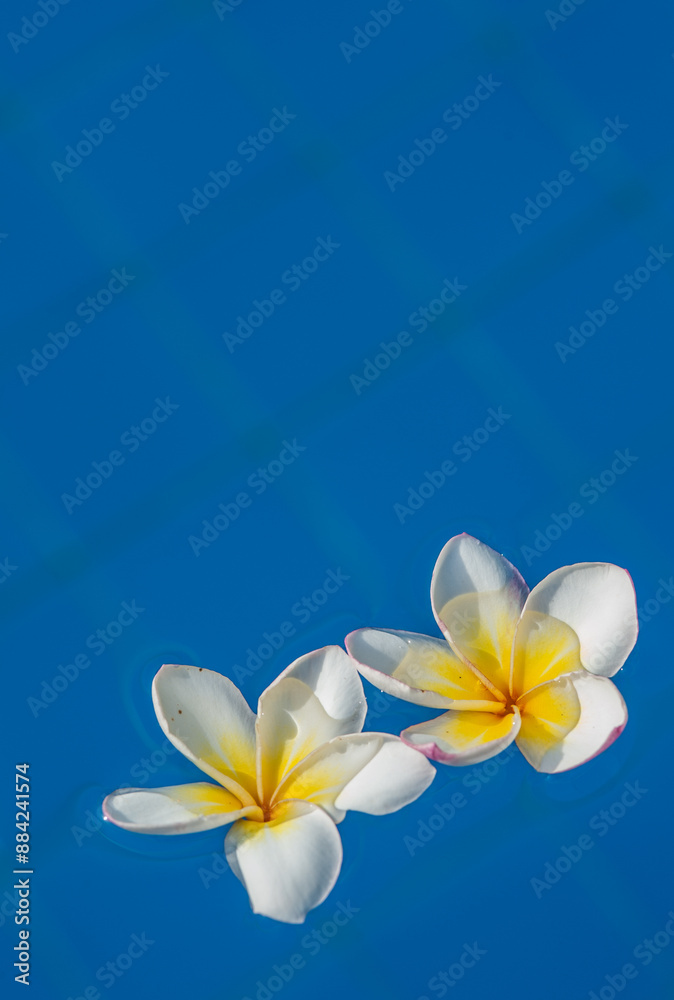 Fototapeta premium Plumeria flowers
