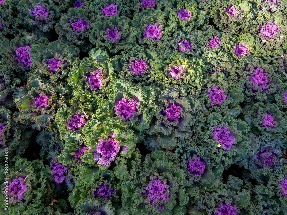 Ornamental Cabbage Yellow Purple and Green Leaves Arranging in Rows Ornamental Cabbage Yellow Purple and Green Leaves Arranging in Rows